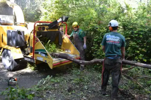 tree services Hector